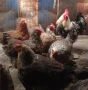 Катунски кокошки и петли изгодно , снимка 3