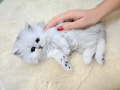 Персийска сребърна чинчила котенца , снимка 5