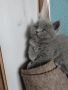 Британски котета, снимка 1 - Британска късокосместа - 45098307