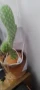 Пеещ и танцуващ кактус- катерица, снимка 3