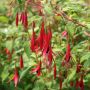 Фуксия - Fuchsia magellanica gracilis СТУДОУСТОЙЧИВА, снимка 1