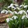 Елвезиево кокиче (Galanthus elwesii) – луковички, снимка 1