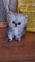 Прекрасни сребърна чинчила персийски и хималайски персийски котенца, снимка 4