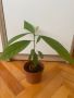 Авокадо, снимка 1 - Стайни растения - 45725466