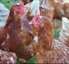 Червени кокошки носачки , снимка 1 - Кокошки и пуйки - 45118746