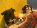 Мини чихуахуа , снимка 3