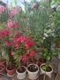 продавам олеандър - зокум, снимка 16
