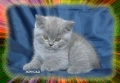 Чистокръвни Британски късокосмести котета, снимка 7