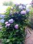 Хортензия ,Розова , снимка 2