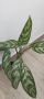 Аглаонема , снимка 1 - Стайни растения - 45063037