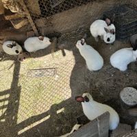 Продавам калифорнийски зайци, снимка 1 - Други - 45402615
