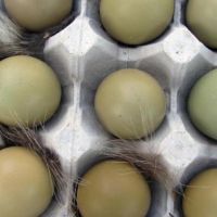 Яйца от фазан за люпене, снимка 1 - други­ - 45842750