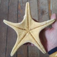Морска звезда, снимка 2 - Други - 45447996