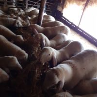 Продавам агнета, овце и кочове, снимка 4 - Овце - 46029898