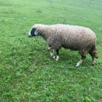 Овце 22 броя , снимка 2 - За селскостопански - 45421688