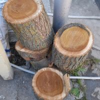 Черничево дърво пънчета, снимка 3 - Други стоки за дома - 45779700