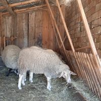 Продавам овце и коч, снимка 1 - Овце - 45202444