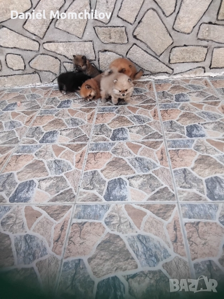 MiniPomeran, снимка 1