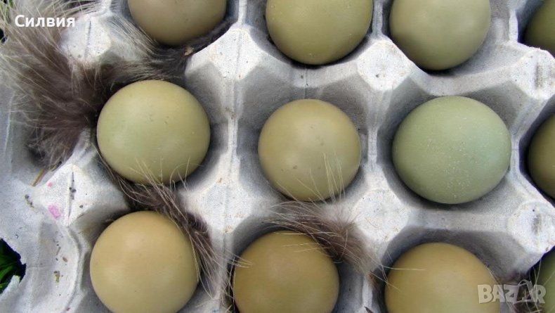 Яйца от фазан за люпене, снимка 1
