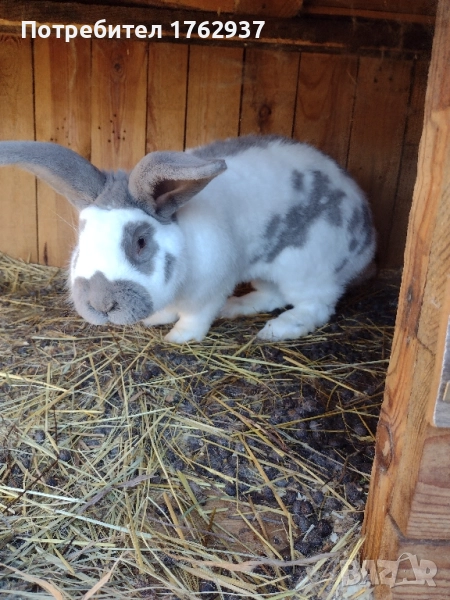 Немски пъстър великан ПЕПЕРУДА, снимка 1