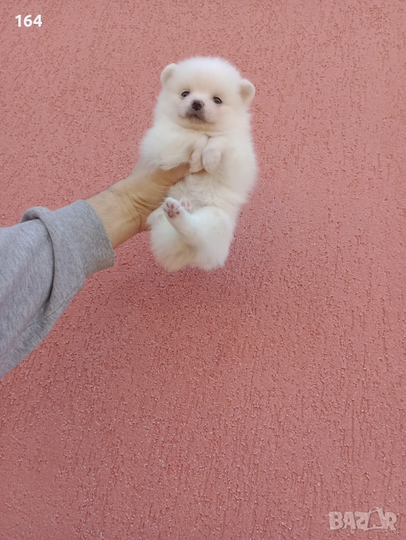 Мъжки Померан. Реални снимки от 29.12.25 г., снимка 1