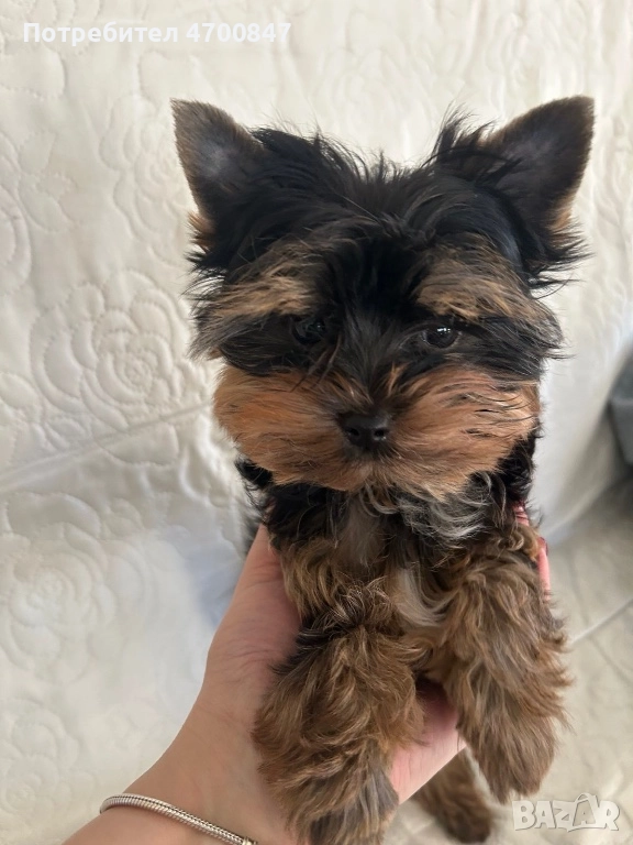 Мини йоркширски териер, снимка 1