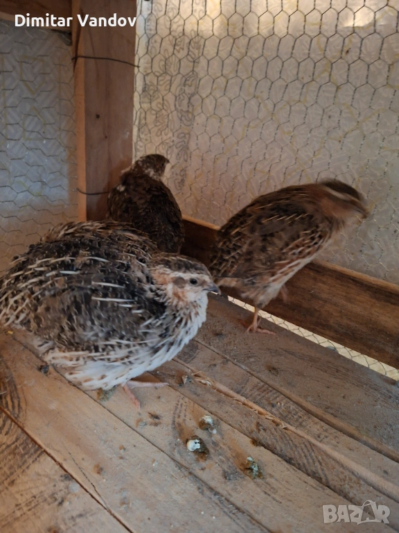 Продавам мъжки пъдпъдъци, снимка 1