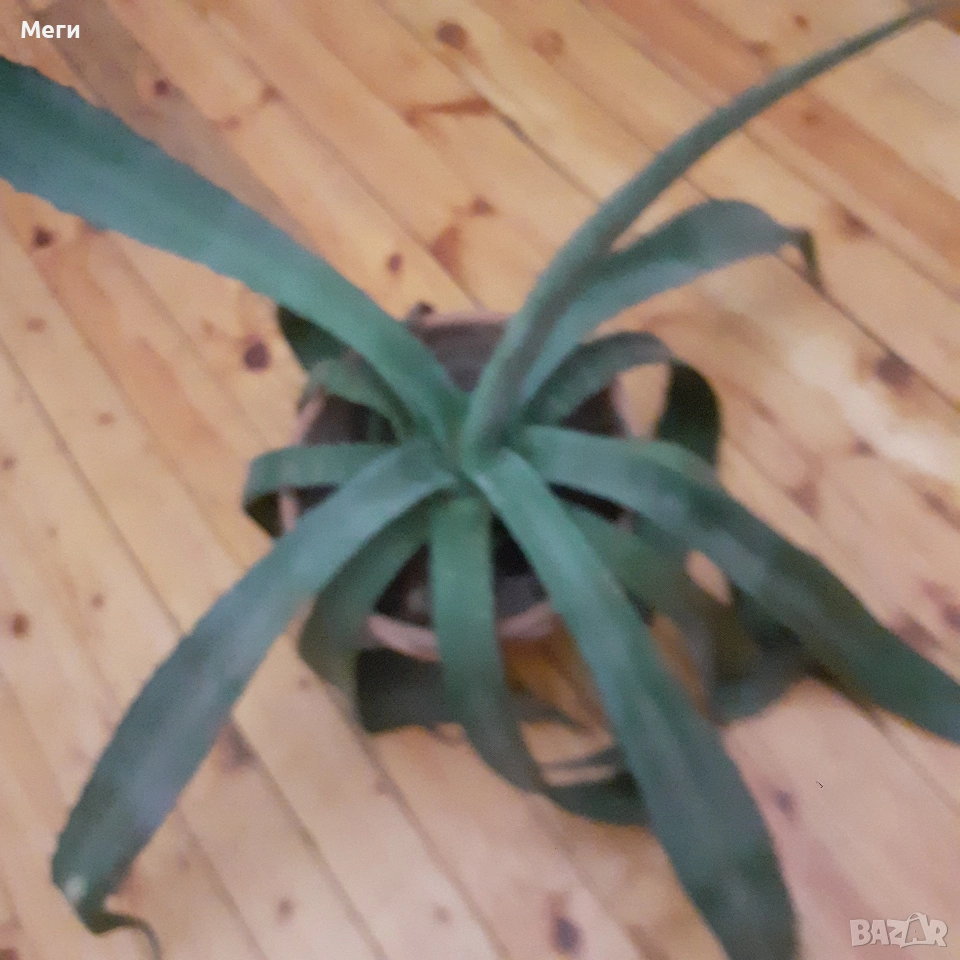 Алгаве , снимка 1