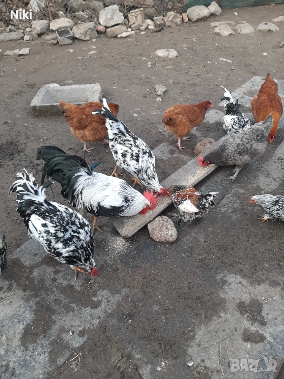 Продавам млади домашни кокошки и петли , снимка 1