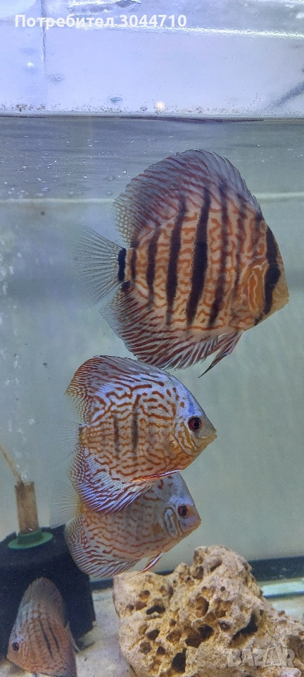 Продавам Дискуси, снимка 1