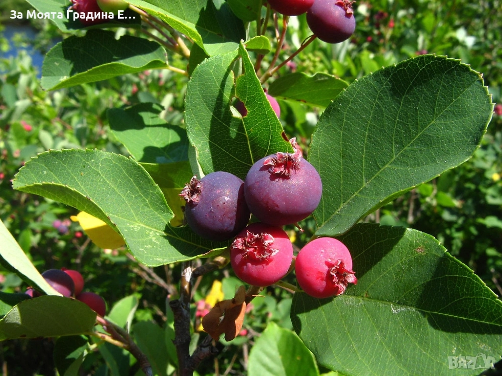 Амеланхиер разсад , снимка 1