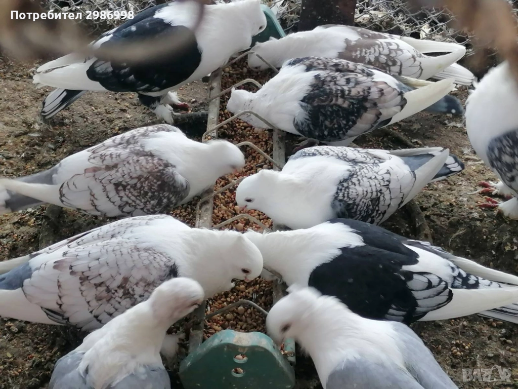 Млади гълъби , снимка 1