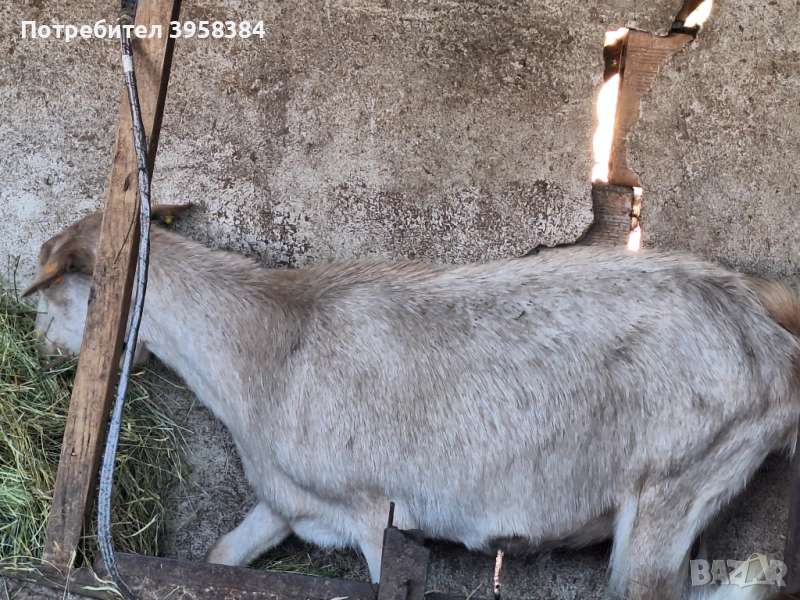 Продавам ялова коза , снимка 1