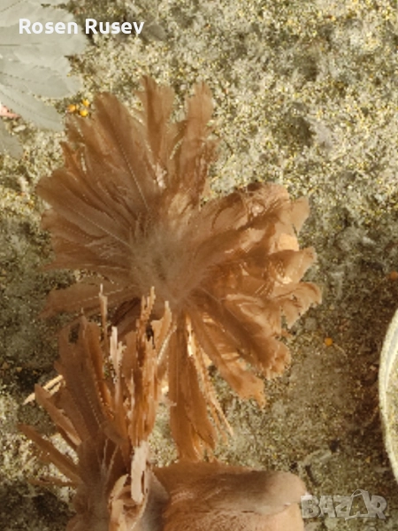 Свободни гълъби 100 бр.Пощи Ардезио гълъби на въртене , снимка 1