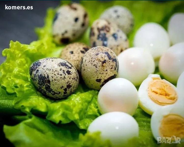 домашни пъпъдъци яйца, снимка 1