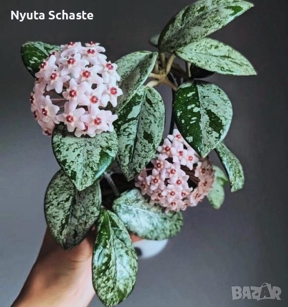 Хоя . Hoya carnosa 'Wilbur Graves', снимка 1