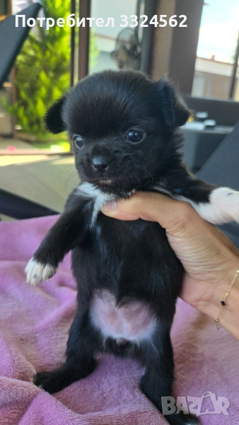 Чихуахуа дългокосмести момиченца , снимка 1