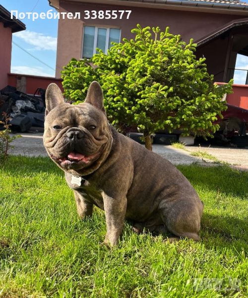 Френски Булдог Blue Brindle за разплод 300лв, снимка 1