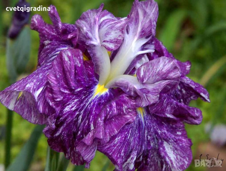 Iris Ensata Persephone(Ирис Енсата Персефона), снимка 1