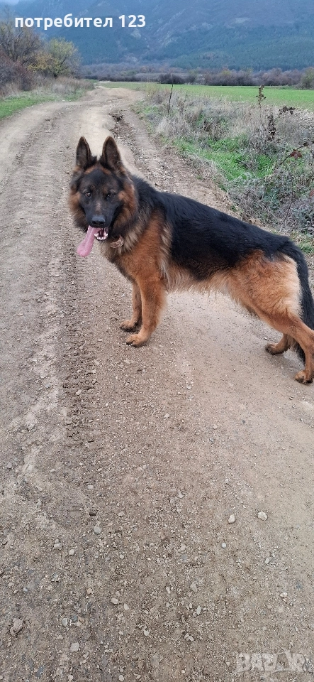 Мъжка дългокосместа немска овчарка за разплод., снимка 1