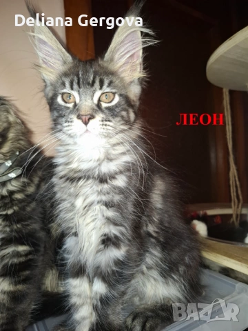 Котета Мейн кун, снимка 5 - Мейн кун - 53102328