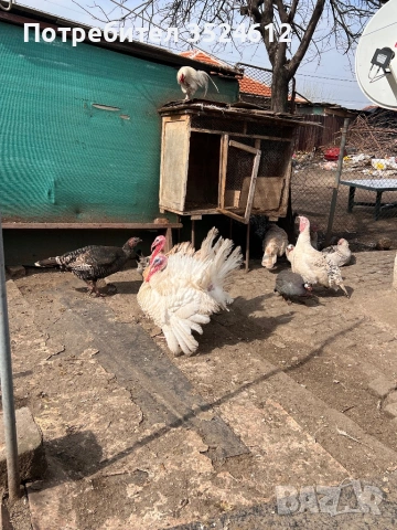 Продавам пуйки намират се в гр Раднево един мъжки и 3 женски. , снимка 3 - Кокошки и пуйки - 53699754