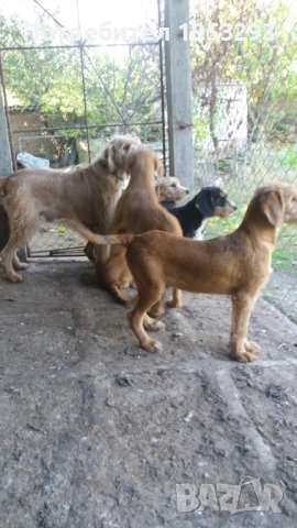 Бараци обучени за лов на диви свине , снимка 6 - Гонче - 52274389