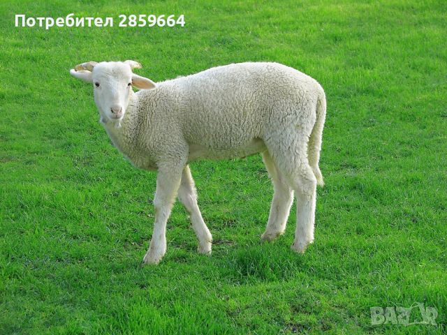 Продавам агнета над 30 кг. , снимка 1 - Овце - 46079225