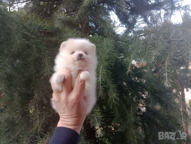 Бели мъжки и женски Померани.  Реални снимки от 02.01.26 г. , снимка 12 - Померан - 52932932