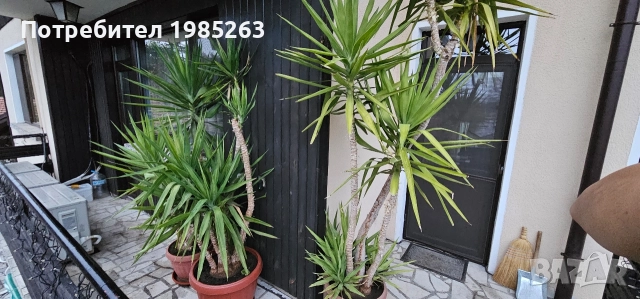 Слонска Юка 20 годишни