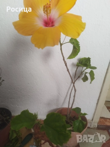 китайска роза, снимка 3 - Стайни растения - 52487278