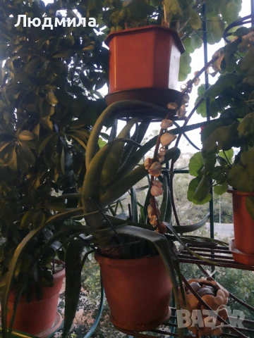 Цветарник,ковано желязо,олекотен,уникален,, снимка 10 - Декорация за дома - 51218359