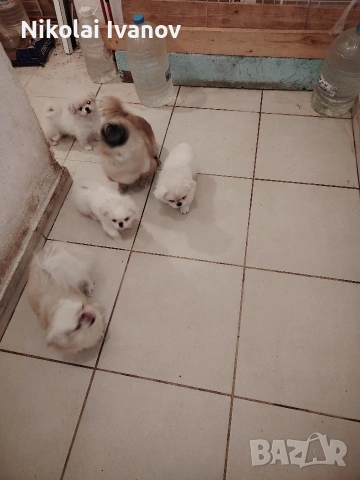 Бели пекинезчета на 60 дни , снимка 9 - Пекинез - 53741692