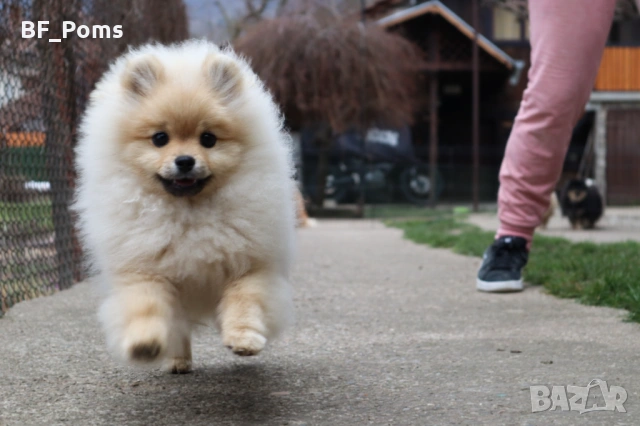 Чистокръвно момченце померан с родословие FCI, снимка 2 - Померан - 50219721